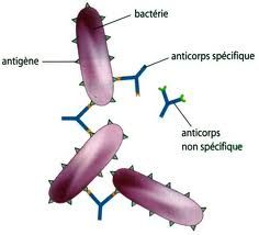 Antigène bactérien